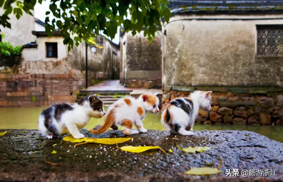 烟雨江南最美古镇,烟雨江南最美水乡古镇