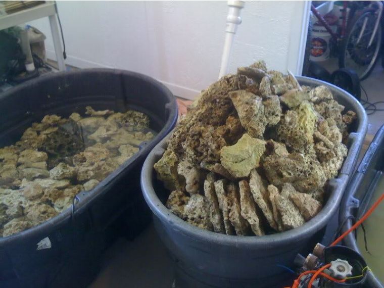 为什么国人对鱼情有独钟,为什么有的人对鱼那么痴迷