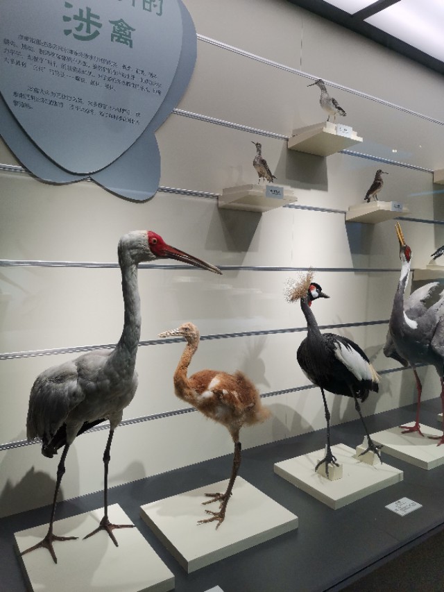 威海鲸鱼标本博物馆,鲸鱼演化博物馆标本