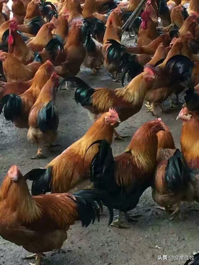 鸡互啄的原因分析及防治,鸡没有完整的羽毛怎么回事