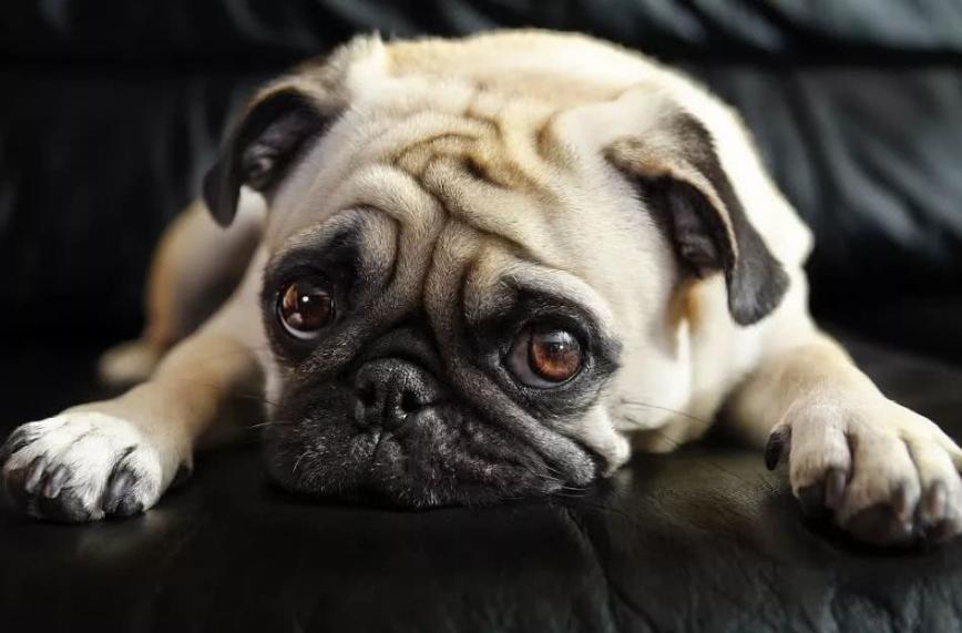 养巴哥注意事项和安全,养巴哥犬有什么要注意的事项