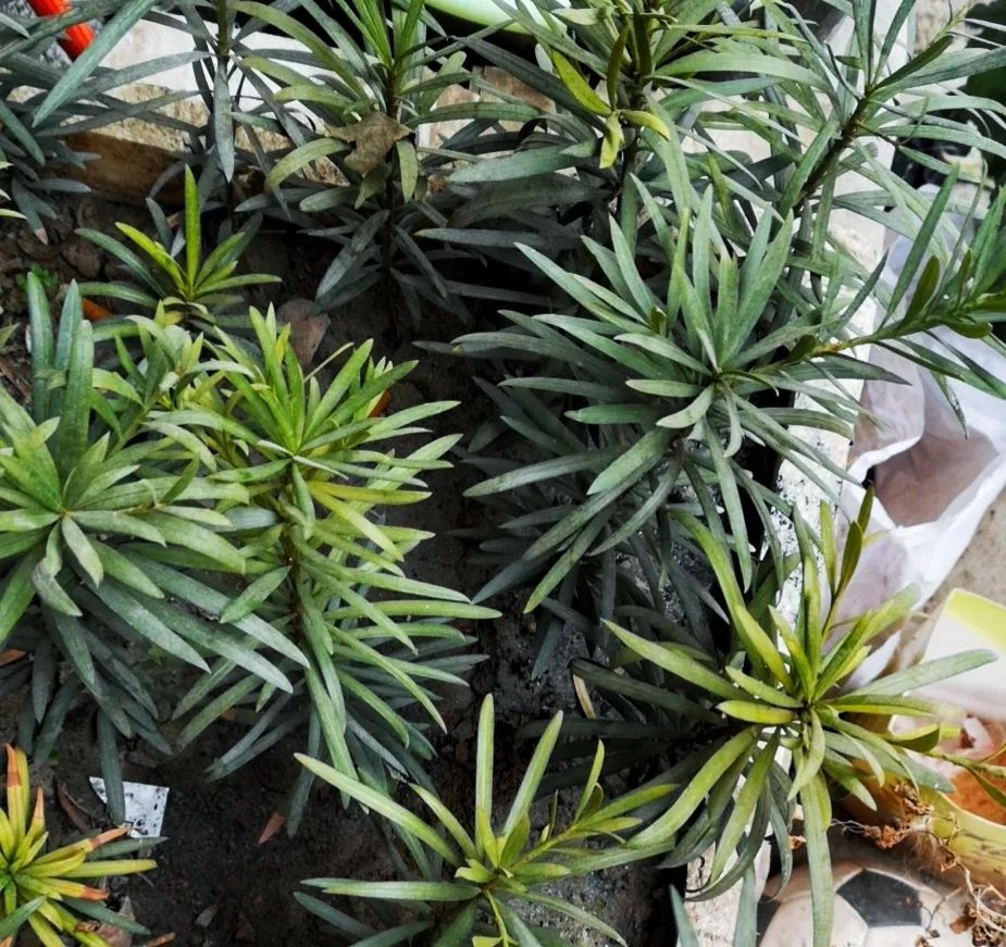 按头安利！5块钱淘宝好物，解决最难搞的收纳问题