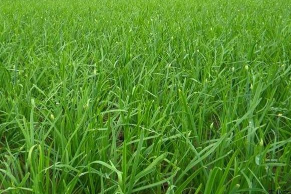 韭菜种子多少度发芽率高,韭菜种子发芽了以后该怎么种植