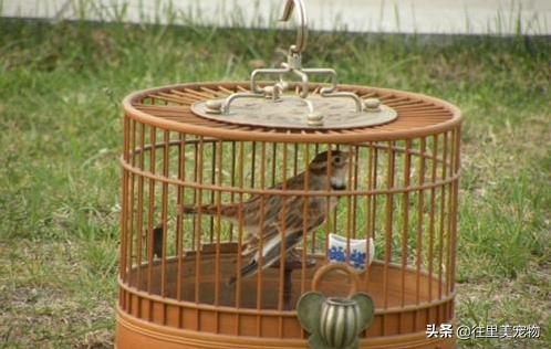 怎么做能养鸟的鸟笼儿童就能学会,100种鸟笼的做法