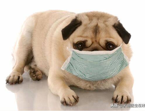 宠物新冠阳性后吃什么药,宠物检测新冠阳性准确吗