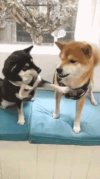 大叔刷百万礼物,大叔刷100万见网红