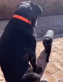 人狗大战电影免费观看,第一次人机大战视频