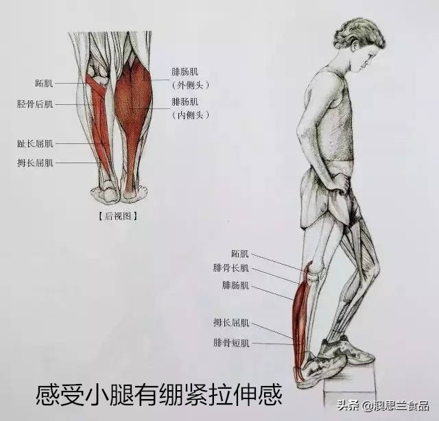 小腿肌胖怎么瘦腿,大腿肥胖小腿粗壮怎么改善