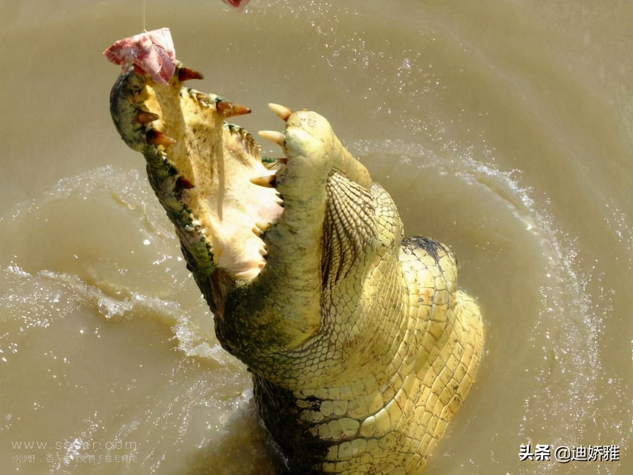 关于鳄鱼的科普知识,关于鳄鱼的科普知识点