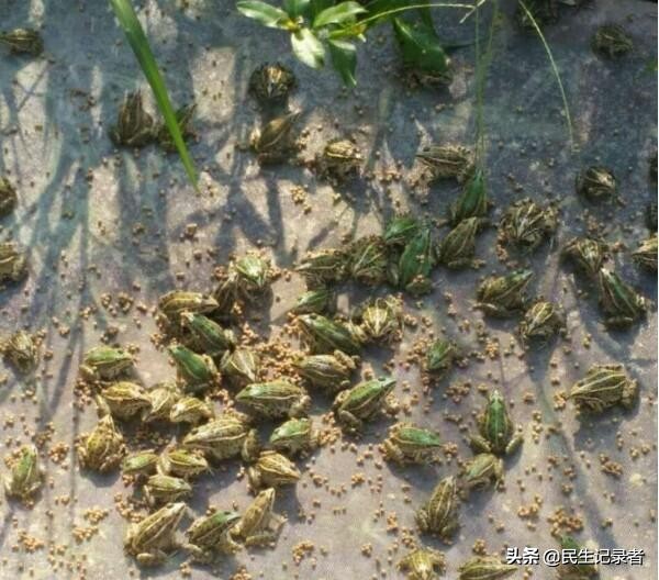 现代化养殖创业,养殖到销售如何形成产业链