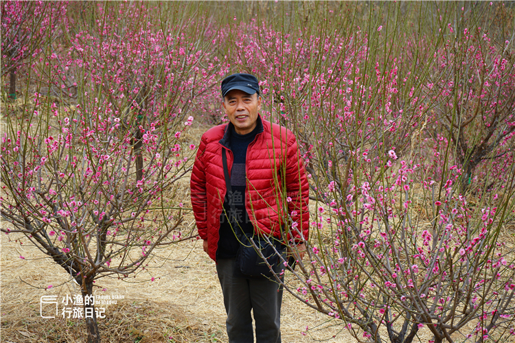 西安秦岭花海一日游,西安周末爬山赏花推荐
