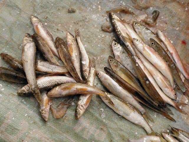 小杂鱼闹窝怎么搞,小杂鱼闹窝的最快解决方法