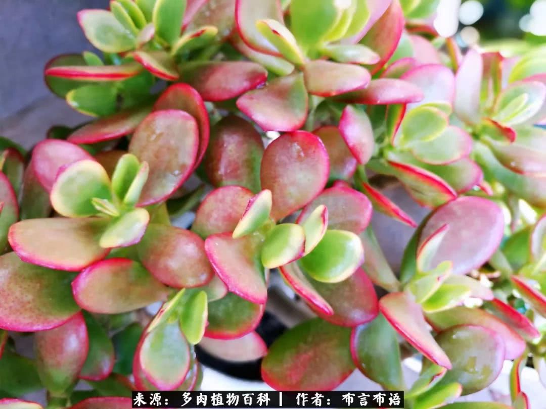 多肉的真实生活感悟,多肉的生活感悟