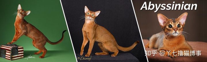 有哪些好看的家养猫,最适合家养的猫咪品种不掉毛