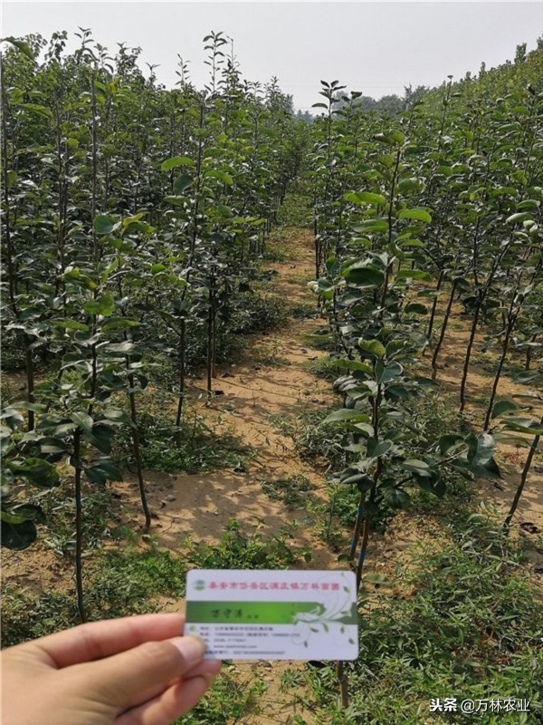 有一种新品种梨树叫黑梨树,柱状梨树图片欣赏梨树新品种