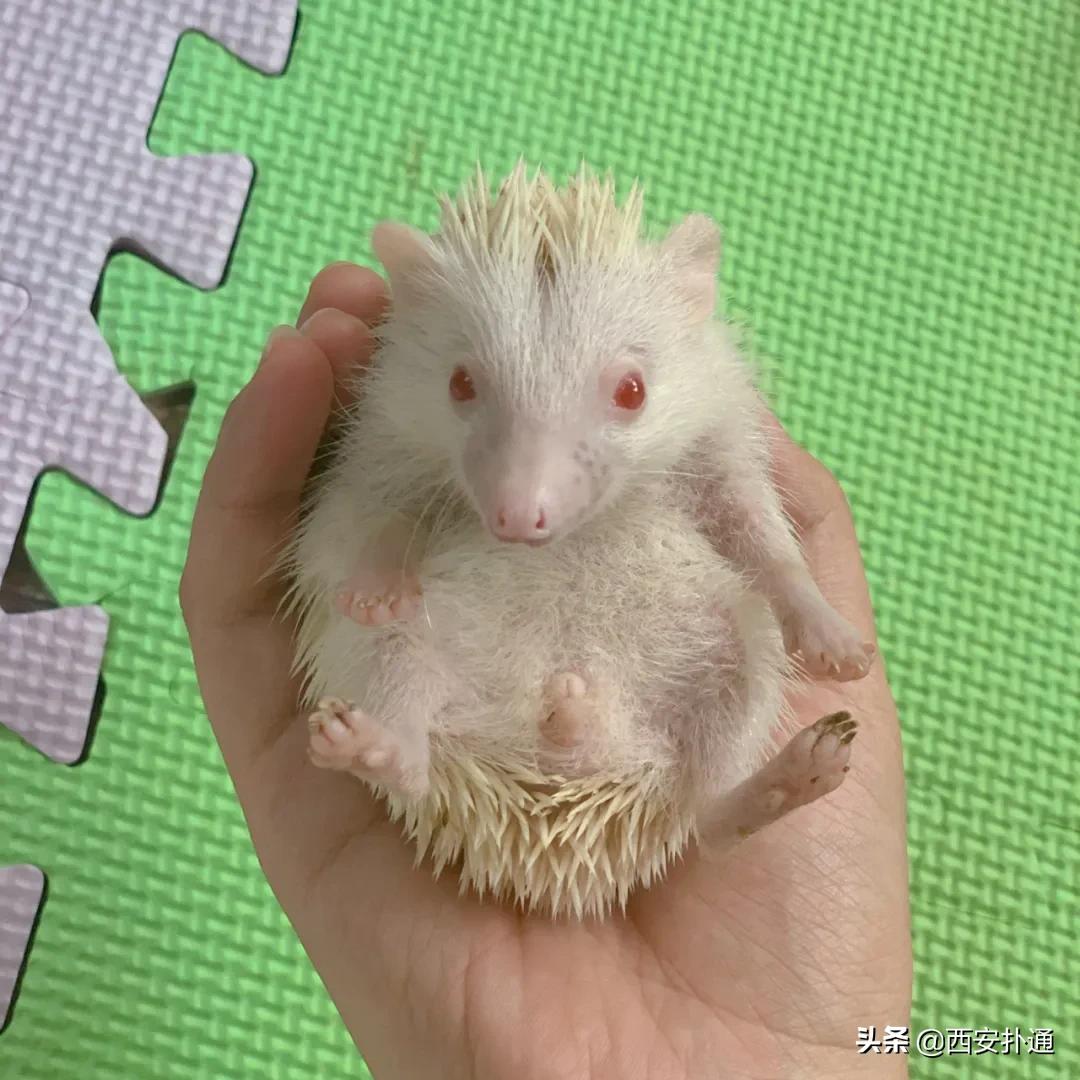 西安有哪些可以撸兔子的店,西安撸兔子的店