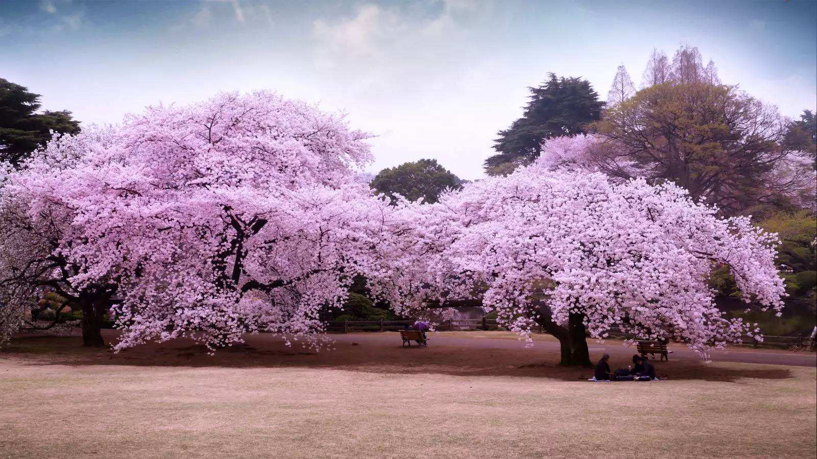 鑺卞崏妞嶇墿澶у叏妯辫姳,妯辫姳瑙傝祻妞嶇墿