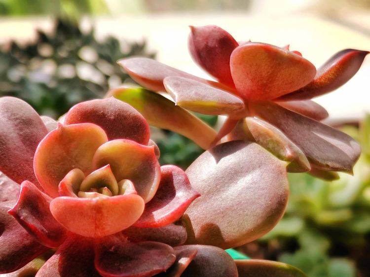 记录多肉长大的全过程,记录所有多肉成长过程