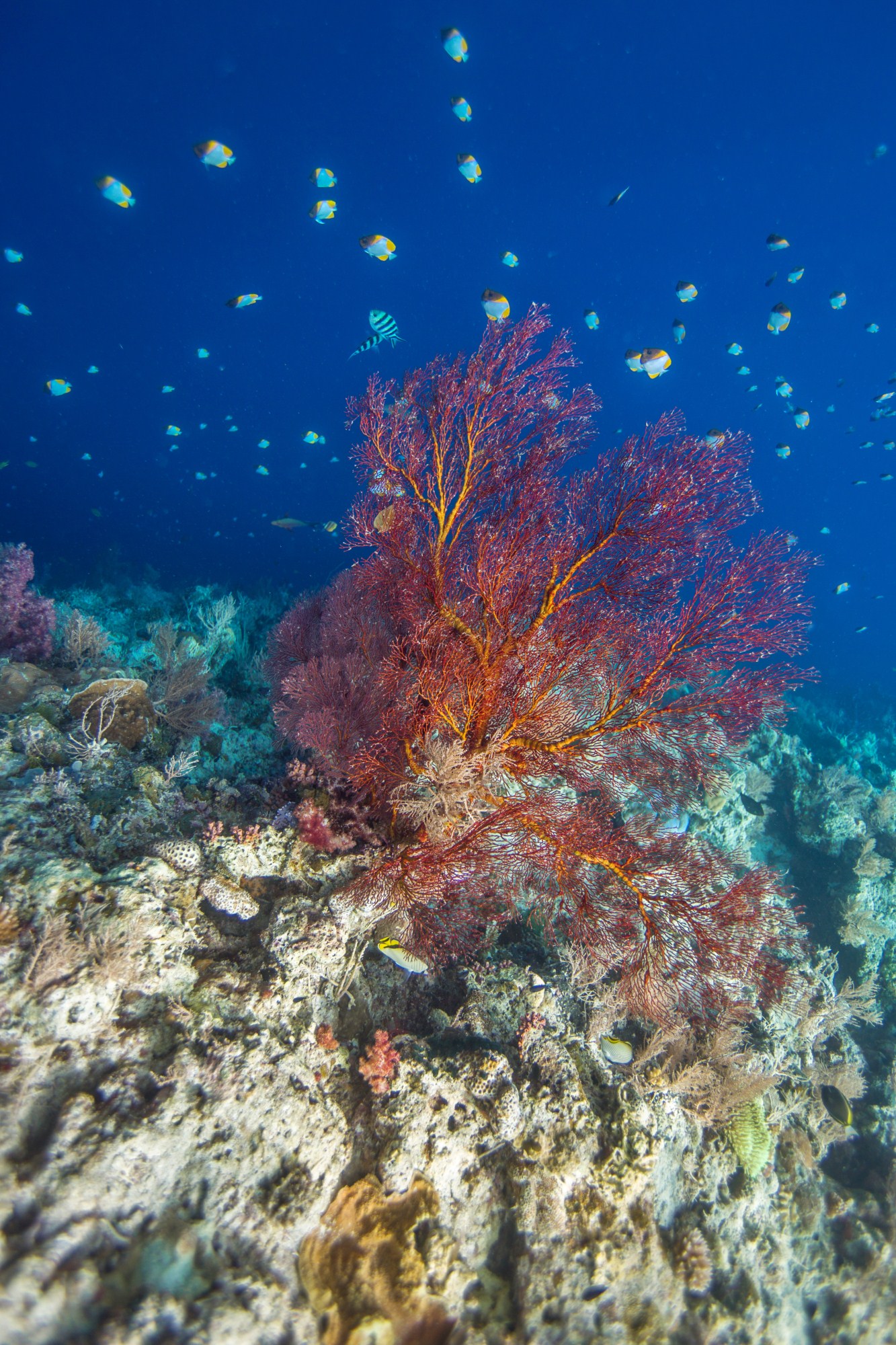 一定是特别的缘分——帕劳,再遇见「周若雪Patty」·上