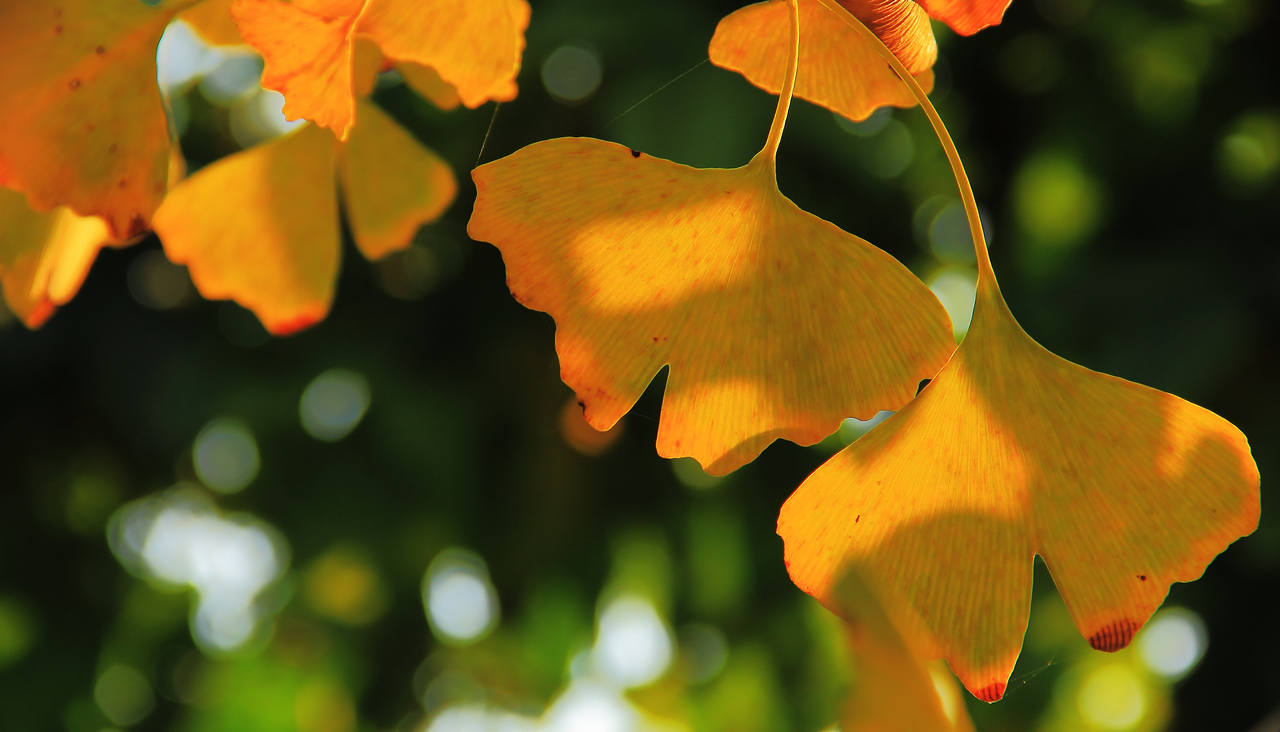 浮生若梦为欢几何是正确的吗,浮生六记浮生若梦为欢几何