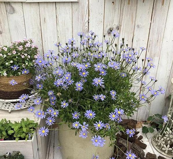 夏天植物开花没几天就凋零了，该怎么办？3点到位问题迎刃而解