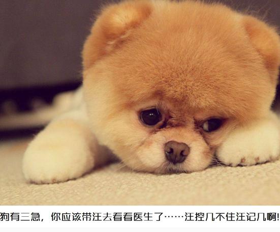 狗喜欢睡在自己的尿里怎么办,幼狗容易尿在自己窝里吗