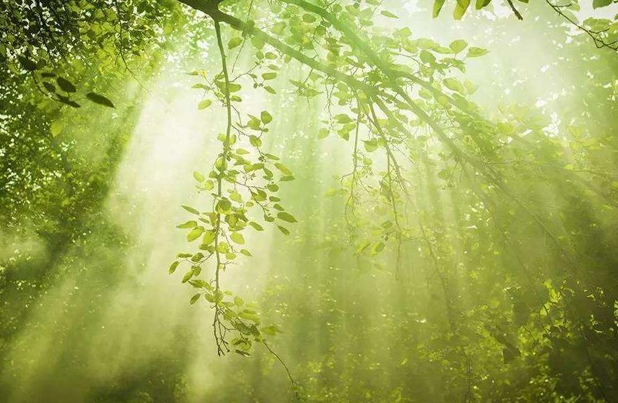 10首夏天的古诗简单又好记,5首夏天的古诗简单又好记