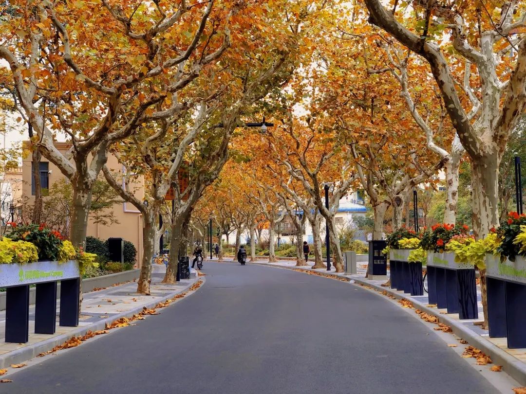 深秋回暖，安排！沪上各区的深秋美景，你准备好打卡了吗？