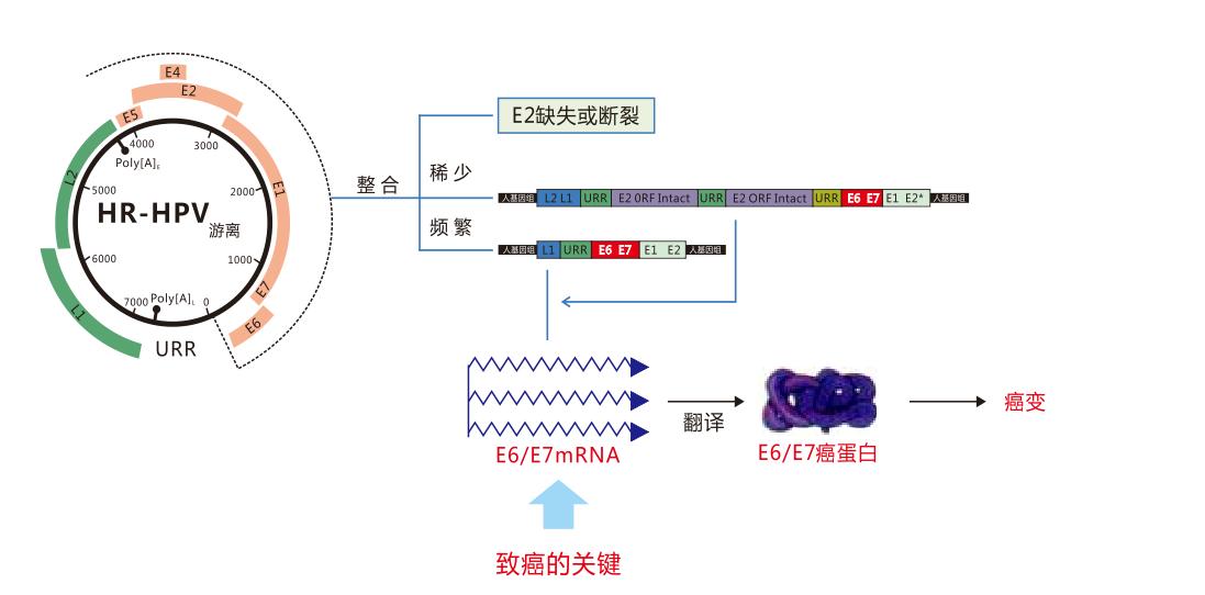hpv核酸检测和e6e7检测有什么区别,hpv筛查和e6e7筛查有什么区别