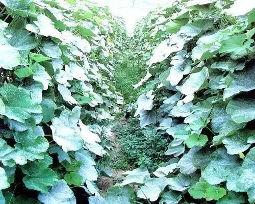 瓜类病害治疗药,瓜类主要病害有哪五条