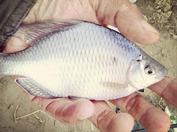 形似粑粑的食物,形似罗非鱼的鱼叫什么