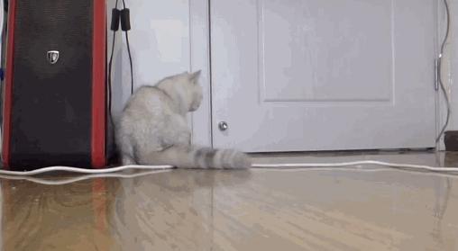 主人出门猫咪自己在家能呆几天,主人外出猫咪在家需要什么