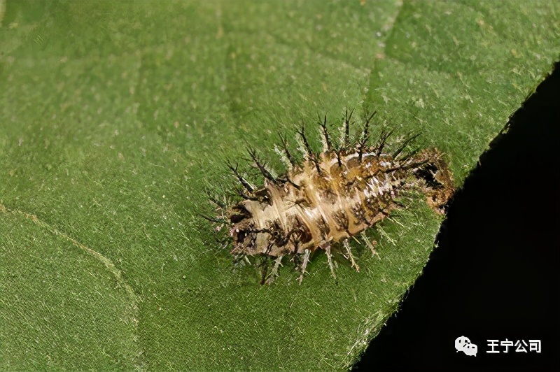 夏播玉米虫害图片大全,玉米虫害图谱高清大图