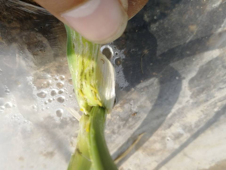 大蒜怎么防治地下害虫,为什么大蒜的虫害很少发生