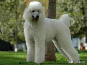 泰迪（犬类品种）”一般是指“贵宾犬（犬类品种）