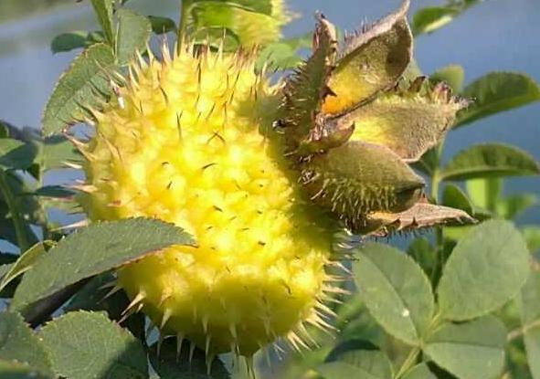 贵州除了茅台还有什么特产,贵州酒茶土特产