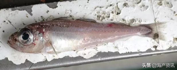 真鳕鱼科普,真鳕银鳕黑鳕鱼