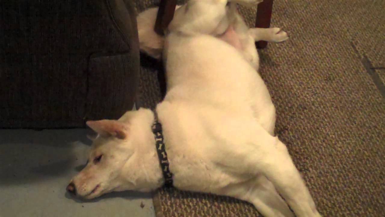 狗狗癫痫病发作怎么处理,狗狗癫癫的是什么原因