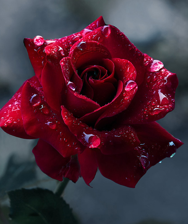 微光玫瑰的花语,玫瑰报春花花语