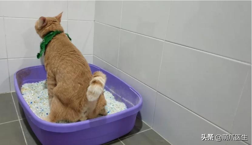 猫有一点点流血是来大姨妈,猫子宫流血是怎么回事