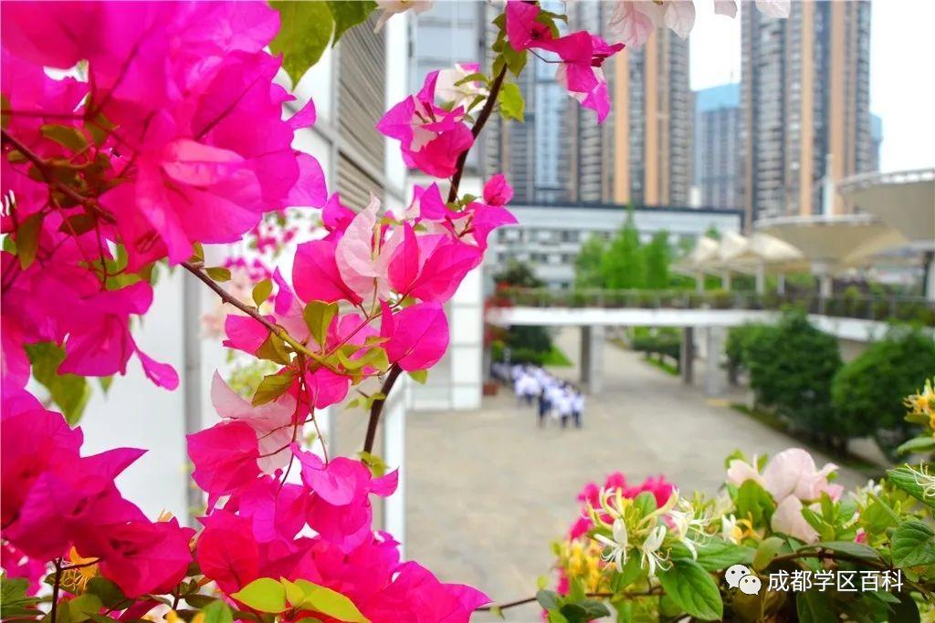 成都四七九小联中,成都四七九中简介