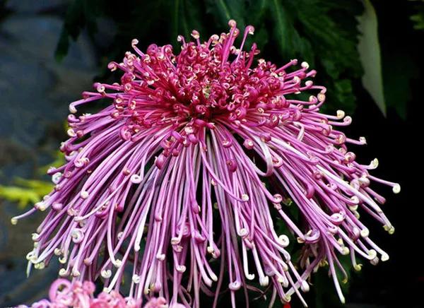 喜欢菊花有啥说法吗,喜欢菊花的人多吗