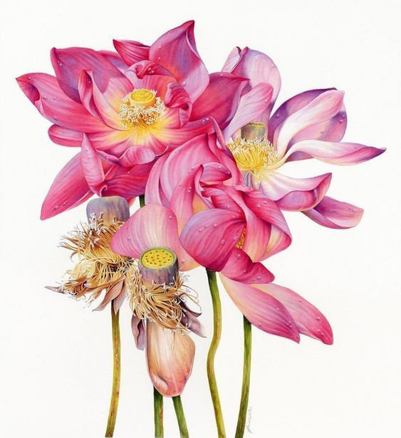 画荷花出淤泥而不染濯清涟而不妖,荷花出淤泥而不染濯清涟而不妖