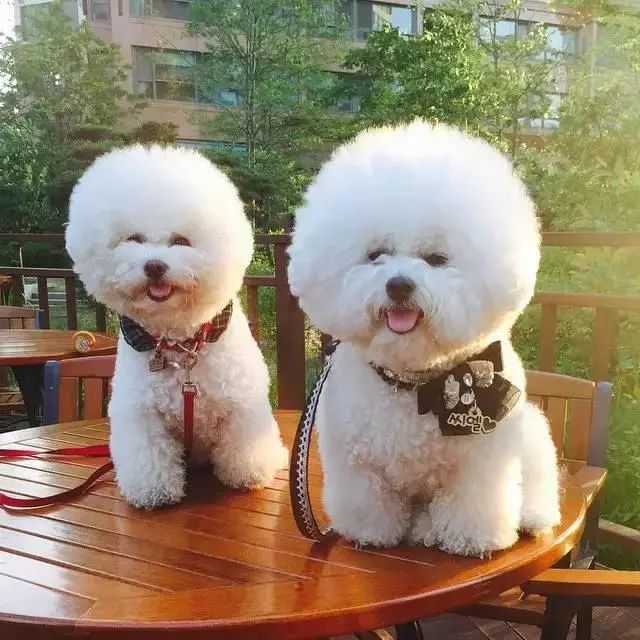 什么品种的汪星人好看,盘点常见的汪星人品种