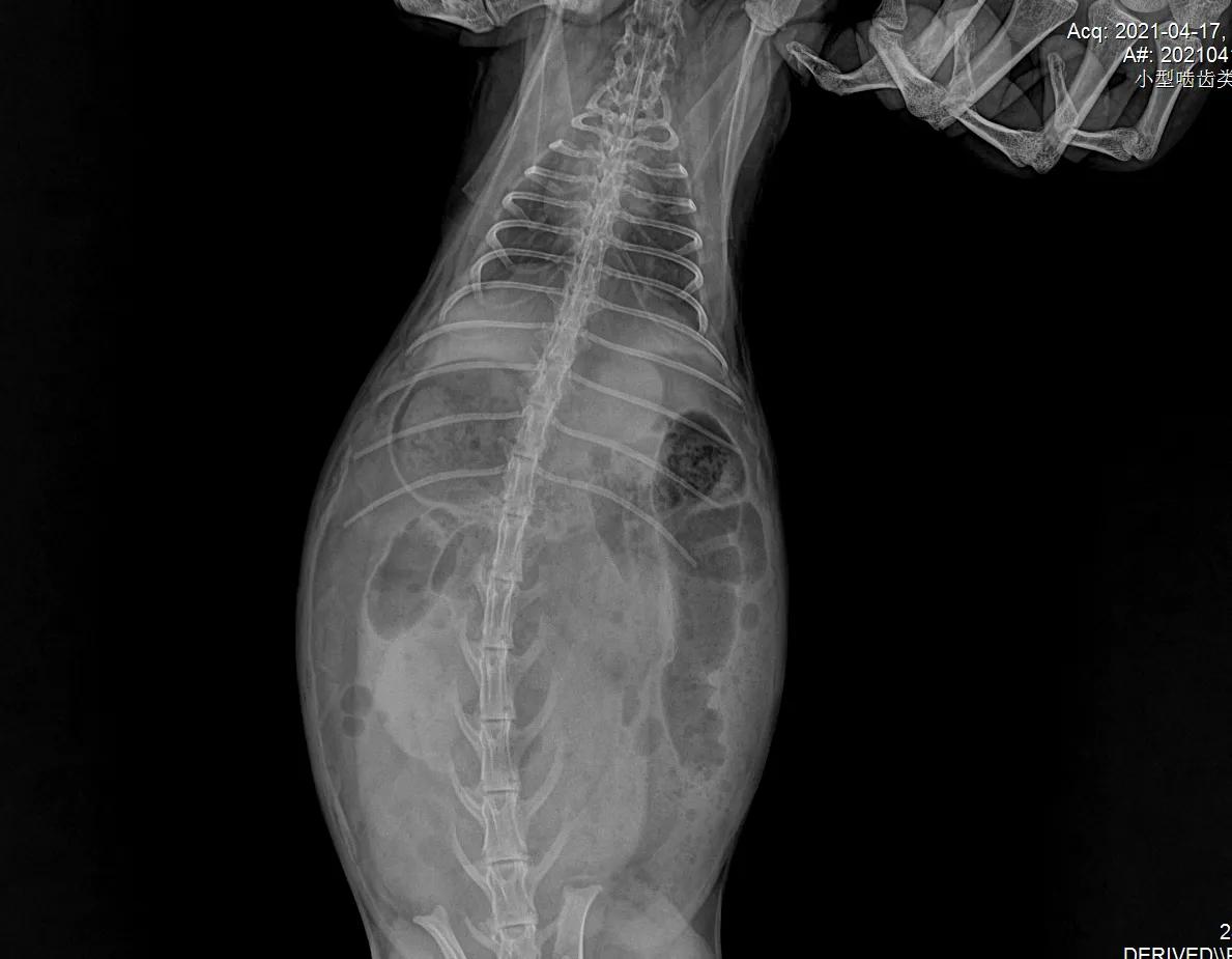 兔子积食胀气怎么办快速解决方法,兔子积食胀气用什么药