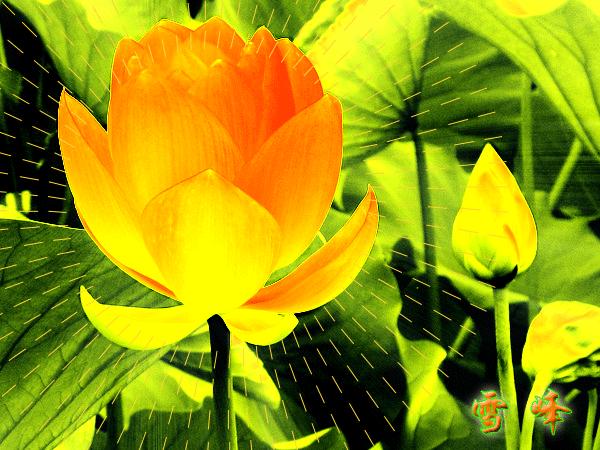 金莲盛开的诗句,金莲花开了会怎么样