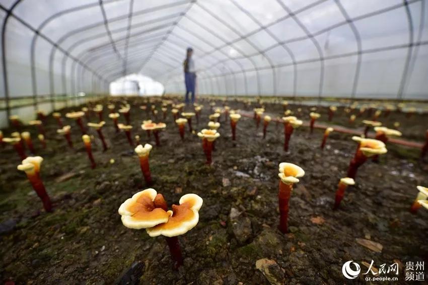 若你向往世外桃源，这个双旦来黔东南绝不后悔