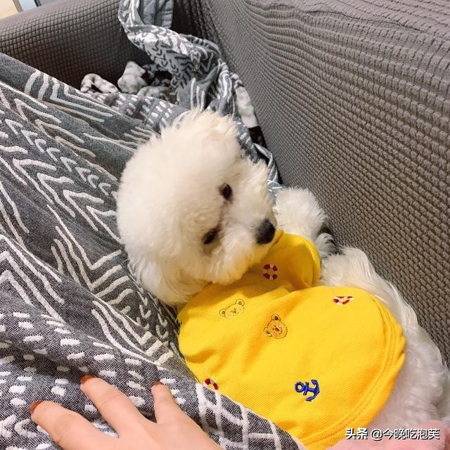 狗狗哼哼是什么意思大型犬,狗狗哼哼唧唧代表的意思