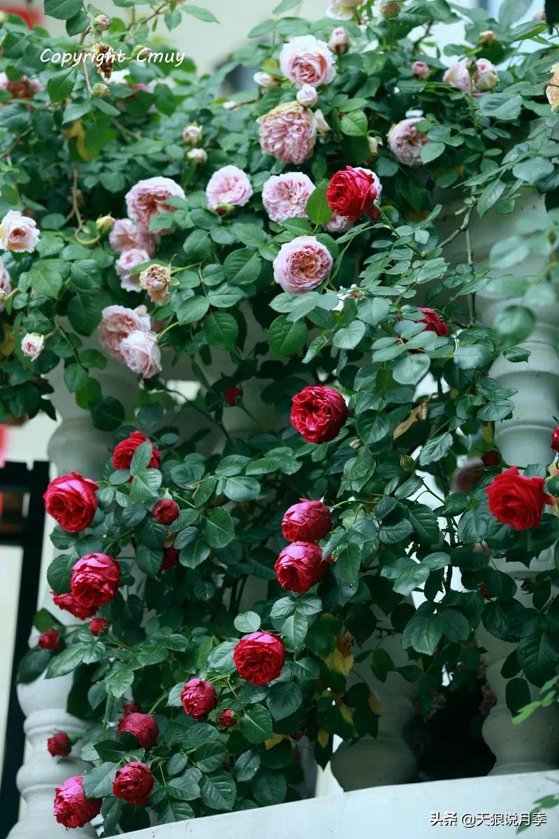 月季春季第一波花要不要剪,月季春季第一波花开后嫁接