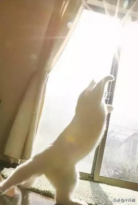 舞痴猫咪：每一个不曾起舞的日子，都是对生命的辜负！